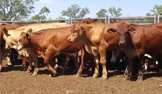 Weaner steers 362c, cows & calves $2770 in larger AuctionsPlus offering