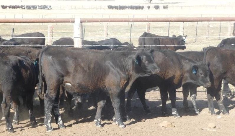 Light steers, heifers to 412c in larger AuctionsPlus offering
