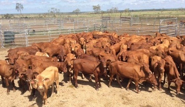Rain flushes out southern restocker demand in smaller AuctionsPlus offering