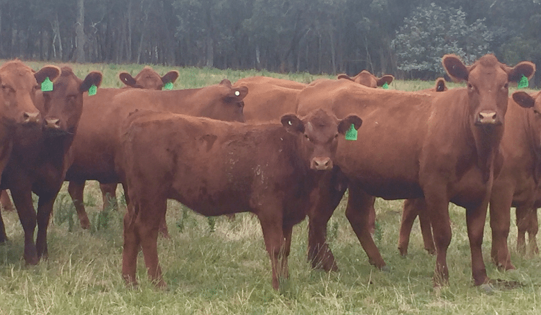 Weekly genetics review: Setting targets for your first-calf heifers