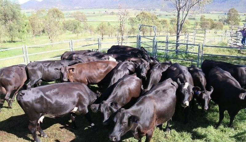 Weekly genetics review: What are your cows contributing to your production levels?