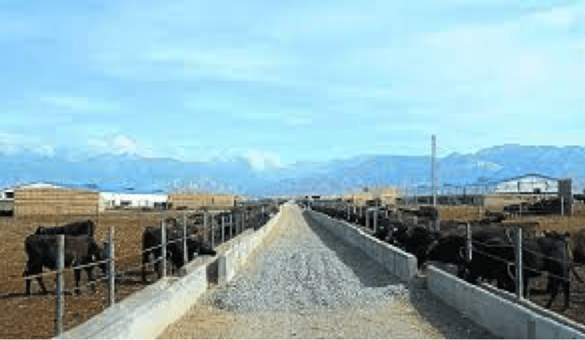 Will we see a beef cattle ship to China this year?