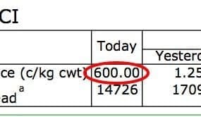 EYCI hits record 600c/kg