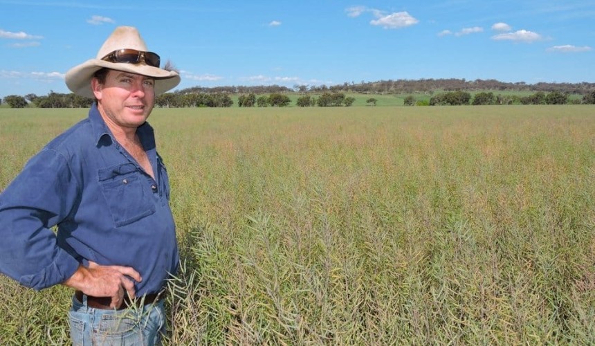 Product showcase: Graze and grain canola offers best of both worlds