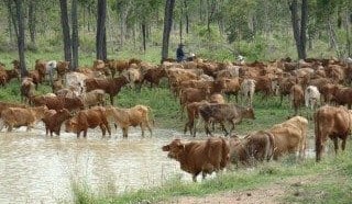 $8.5m invested in cattle research station upgrade