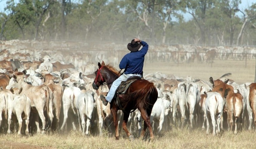 Five factors that will dictate outcomes for cattle property vendors in 2016