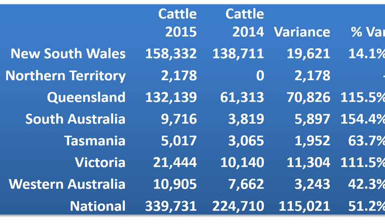 Record 340,000 head year for AuctionsPlus cattle turnover