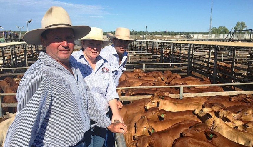 Roma sale 16 Feb 2016: Light steers to record 418c/kg
