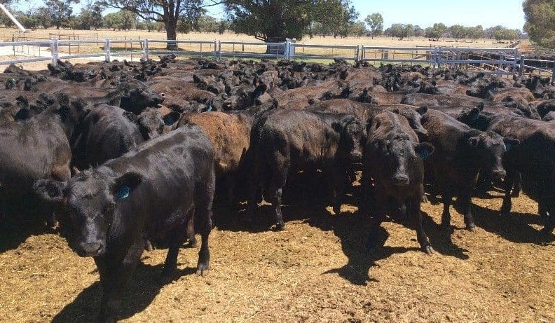 Strong restocker demand for replacement heifers on AuctionsPlus + VIDEO