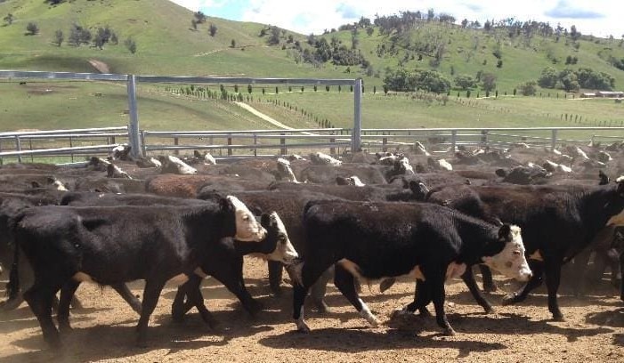 First calvers to $1950 in big AuctionsPlus female offering