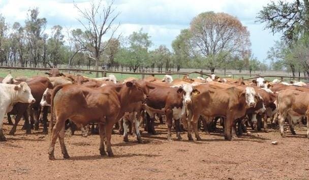 Live exporters active on Qld offering, as AuctionsPlus numbers grow