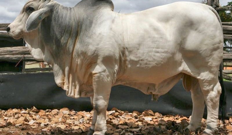 How can anybody pay $96,000 for an unregistered herd bull?