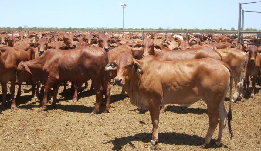 Property: SAWA aggregation offers 1m hectares of Kimberley grazing country