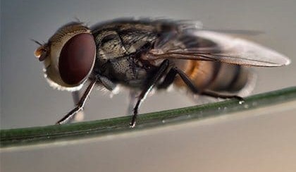 Buzz about natural fly insecticide for feedlots