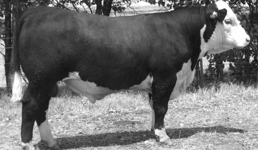 Poll Hereford sets new breed record at $110,000