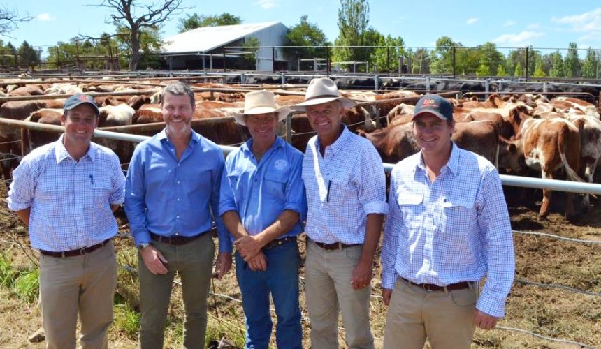 AuctionsPlus numbers at 12-month high, as Jeogla sale hits record 344c/kg avg