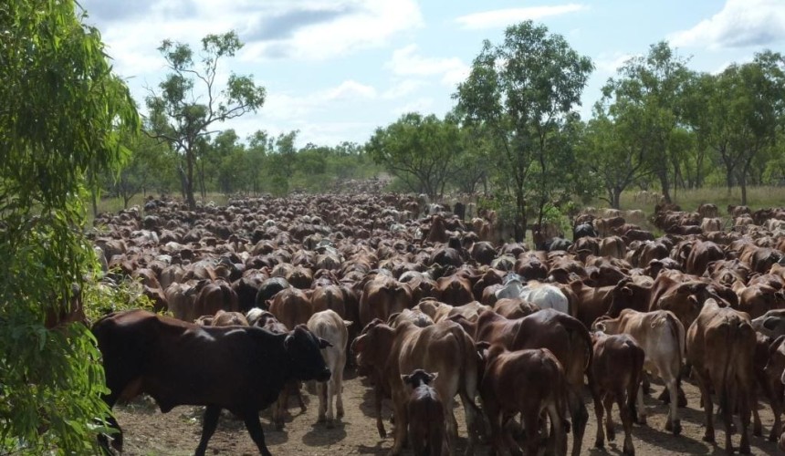 Settlement completed on $100m Kimberley cattle land deal