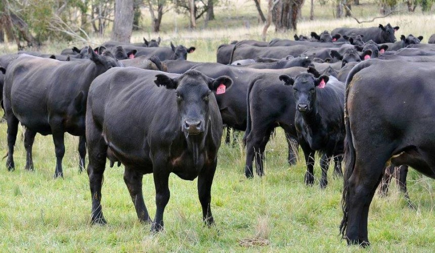 Beefbank and Agforce join forces to create national charity herd