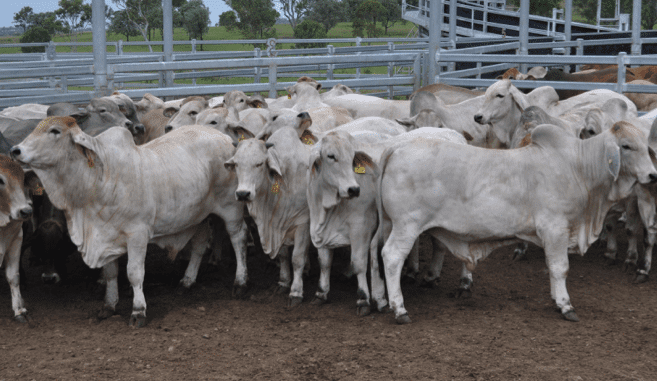 Get ready for a five-year revolution of the northern Australian beef production model