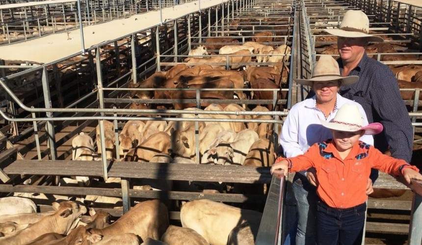Roma store 9 Mar 2016: PTIC cows to $1275