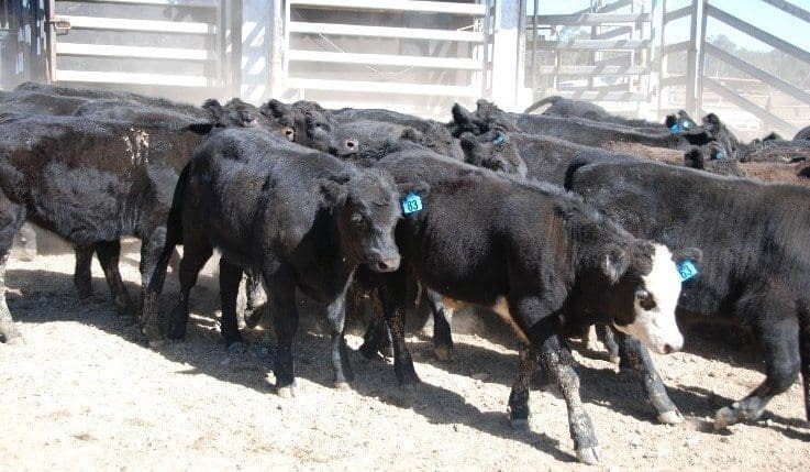 Young steer prices ease, as AuctionsPlus numbers surge