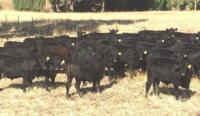 NSW cows & calves to $2390 in smaller AuctionsPlus catalogue