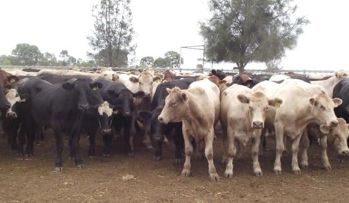 PTIC females again feature strongly on AuctionsPlus