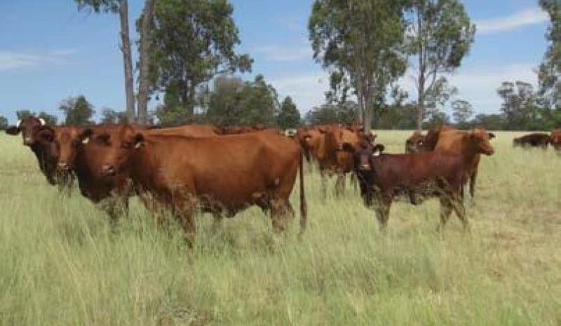 Property: $20m Goondi purchase will add to GAP’s backgrounding capacity