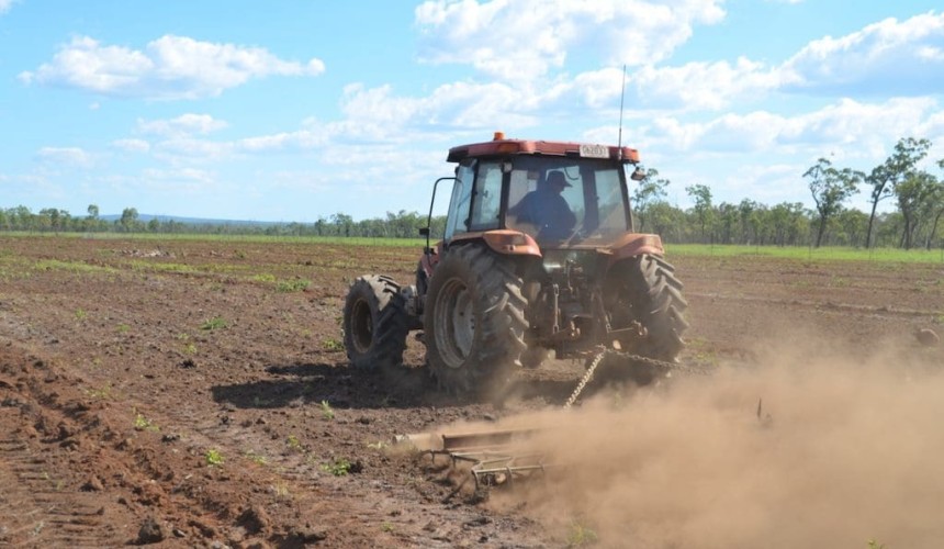Grazing trial under way for new psyllid-resistant Leucaena variety + PICS
