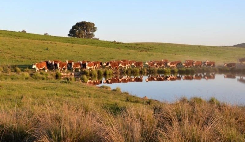 Local buying syndicate secures large Holbrook holding