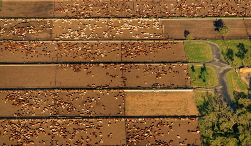 Property: Tide turns as interest in feedlot assets reaches ten-year high