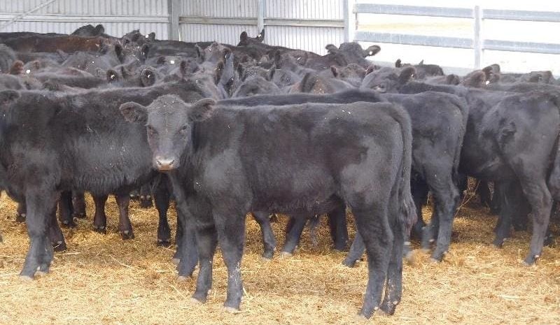 Weaners feature in larger AuctionsPlus sale catalogue