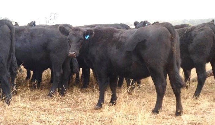 Dry spell curbs restocker demand on AuctionsPlus
