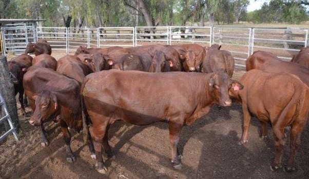 Young breeders to $1670 in smaller AuctionsPlus offering