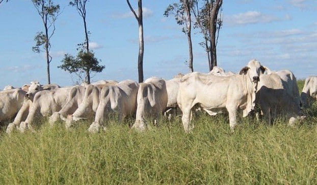 AuctionsPlus numbers continue to grow as dry weather impacts