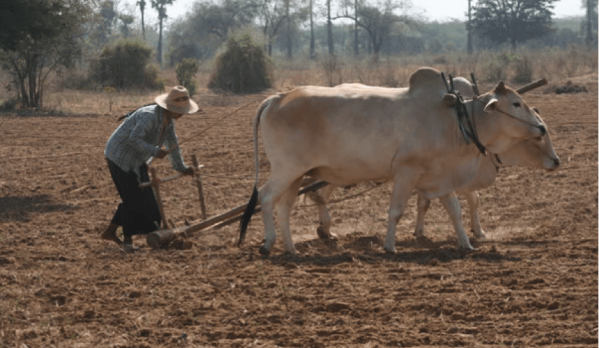 Myanmar’s enigmatic beef cattle industry: Please ring back in 2026
