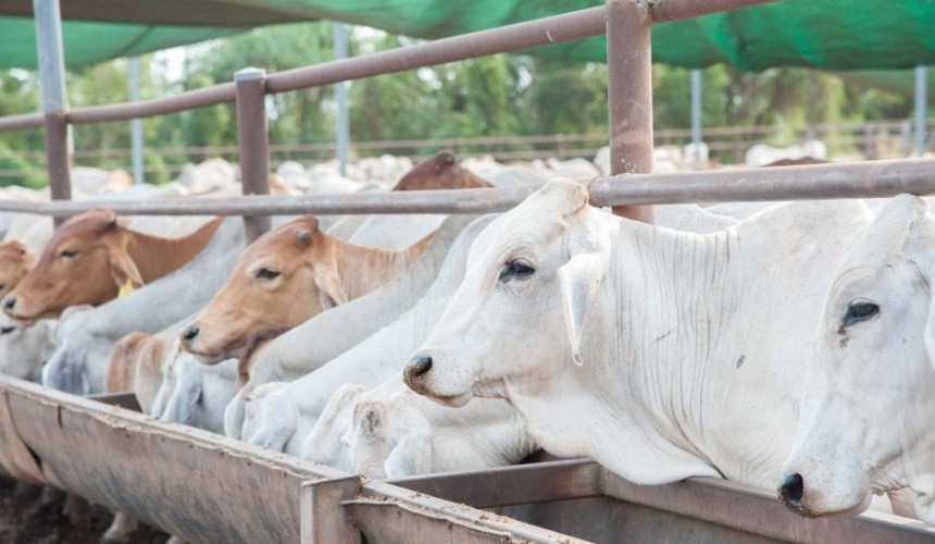 Indonesian beef cartel guilty of price fixing & market manipulation: Please explain?