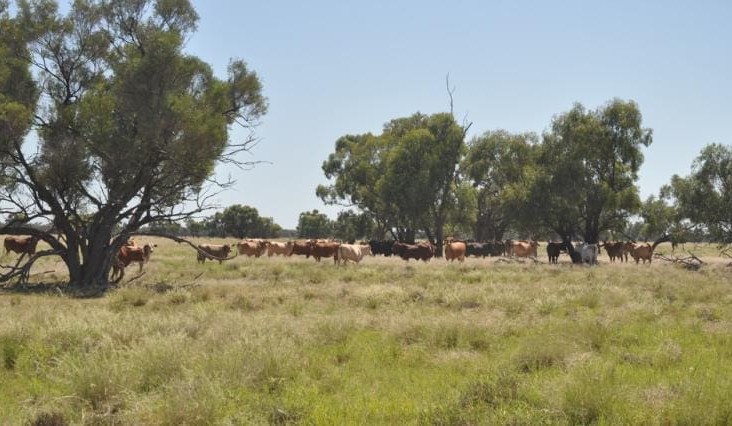 Movement at the Station: A roundup of rural property briefs