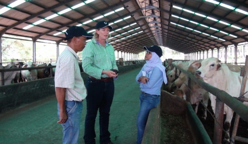 Newcastle Waters steers win inaugural Indo feeder steer challenge