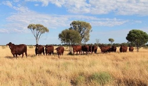 End of an era for Peel family’s Blackall grazing operations + VIDEO