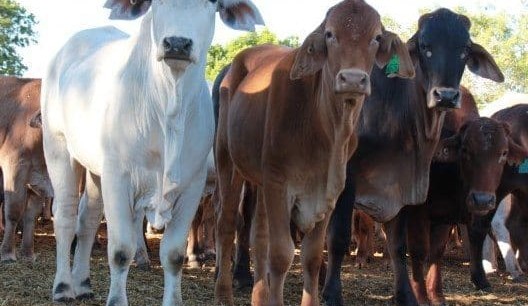 Northern live export feeder steer price eases as supply builds