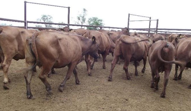 Big lift in female numbers in larger AuctionsPlus offering