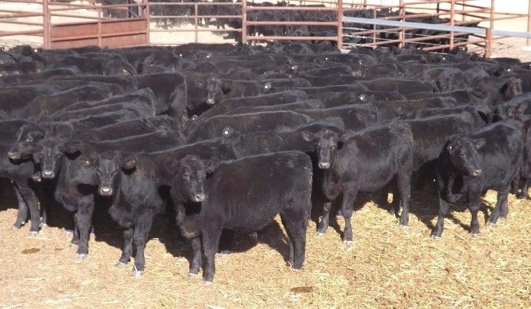 Prices mostly steady on larger AuctionsPlus numbers