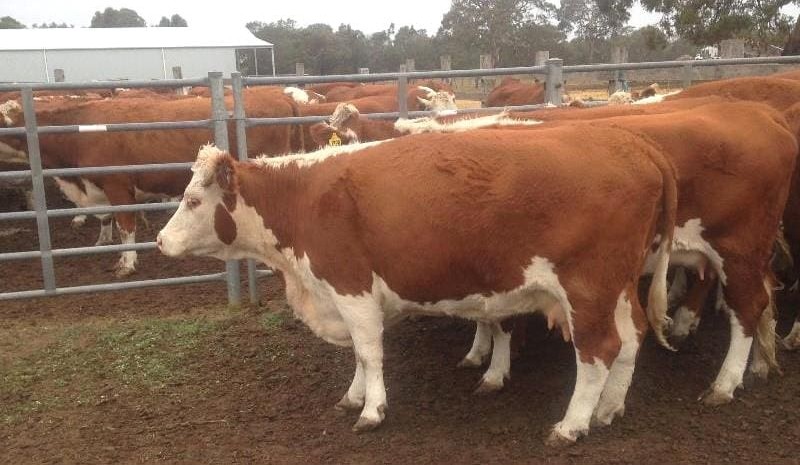 Rain lifts AuctionsPlus market, with young cattle up 5-9c