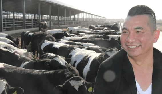 Japfa’s China feedlot turning Holstein beef into high-end steak