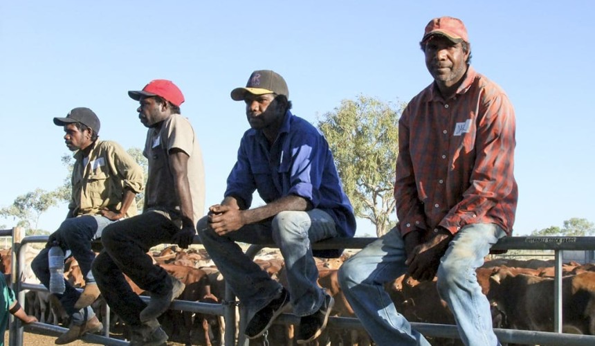 Low stress stock handling no stress for Lamboo station