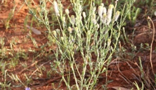 MLA’s plan to pitch preventative probiotic against pimelea