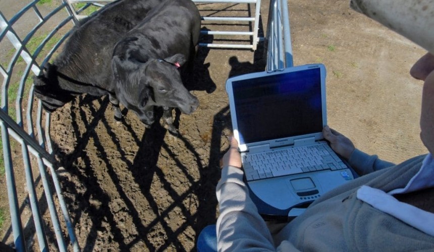 Big data: What is it, and what does it mean for cattle?