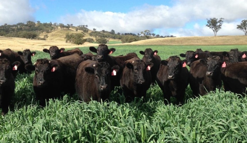 Weekly property review: Wagyu interest generating its own mini property boom