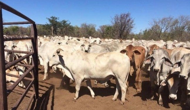 Nothing sinister in unusual record Charters Towers buying episode, says Elders